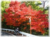 紅葉