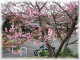 河津桜まつり