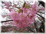 河津桜