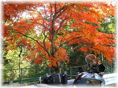 紅葉2