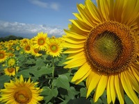IMG_2161.jpg