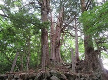 IMG_2197.jpg
