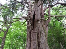IMG_2205.jpg