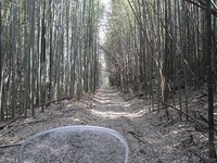 IMG_5398.jpg